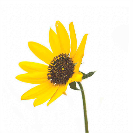 Sunflower angle