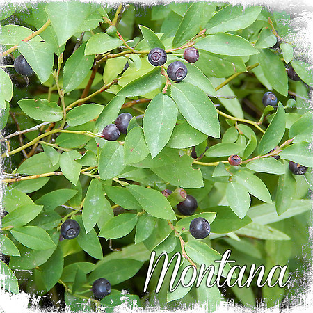 Huckleberries