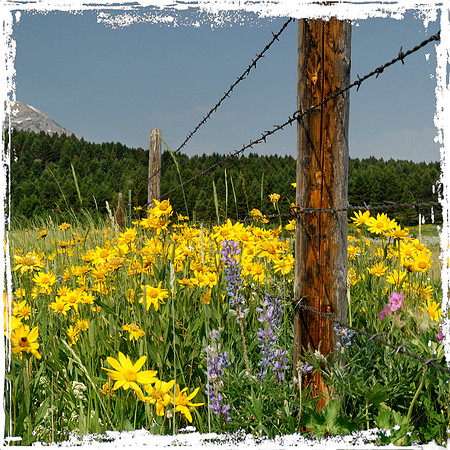 Wildflowers with post