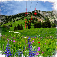 Bridger Bowl wildflowers 2