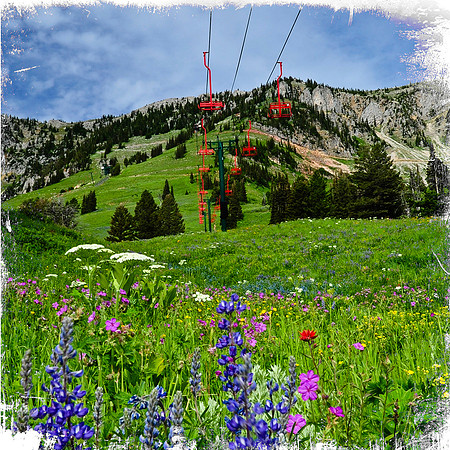 Bridger Bowl wildflowers 2