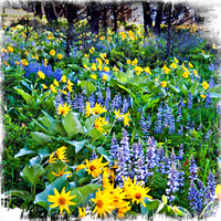 Arnica and Lupine in the Woods