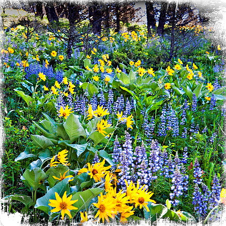 Arnica and Lupine in the Woods