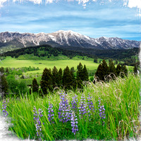 Bridgers in June Coaster