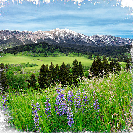 Bridgers in June Coaster