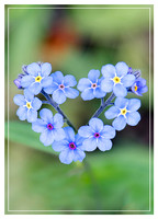 Forget Me Not Vertical