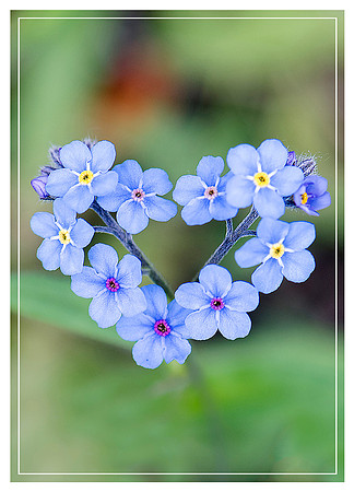 Forget Me Not Vertical
