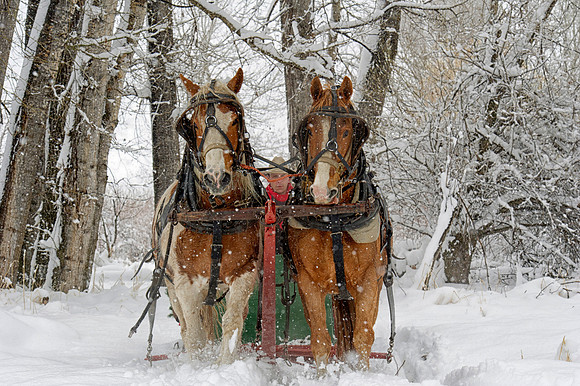 Sunrise Pack Station Sleigh Ride-19