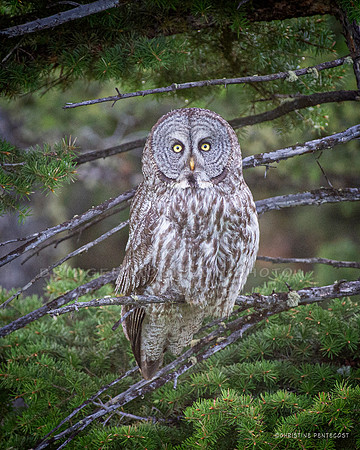 Great Gray Owl 1