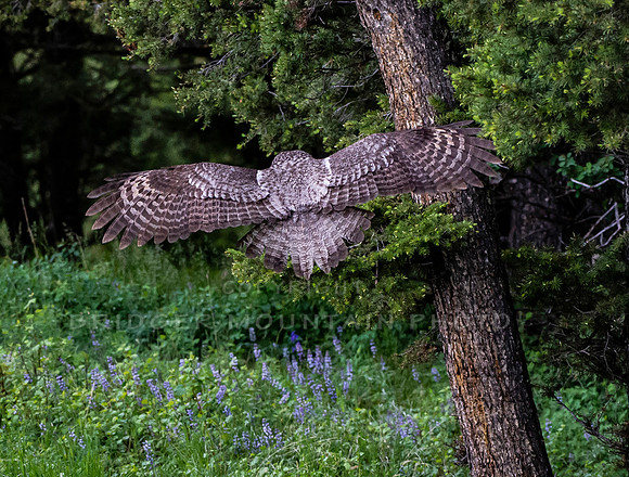 Great Gray Owl 2