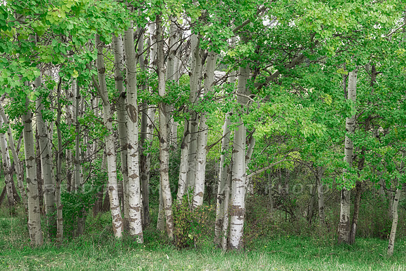 Aspen Leaves in Summer