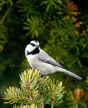 A mountain chickadee sitting on a pine tree branch.