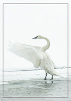 Birds and Wildlife