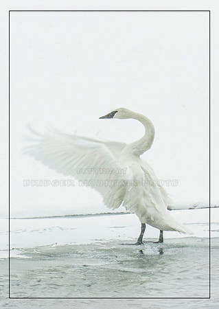 Trumpeter Swan