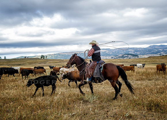 Cattle Branding-99