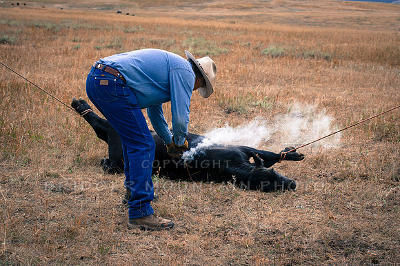 Cattle Branding-112