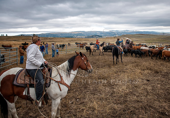 Cattle Branding-142