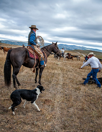 Cattle Branding-138