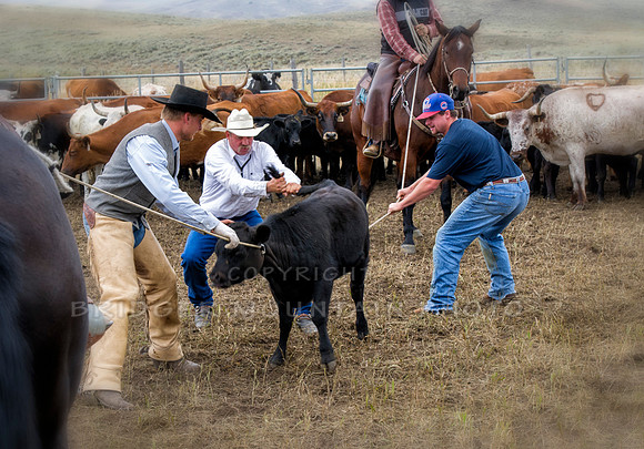 Cattle Branding-108