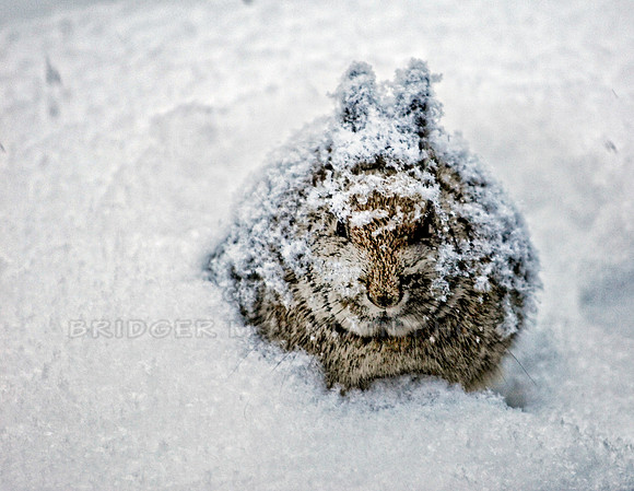 Hiding in the Snow