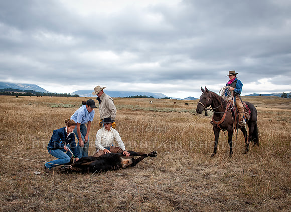 Cattle Branding-146