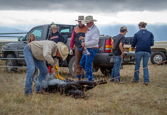 Cattle Branding-101