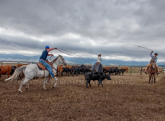 Cattle Branding-94