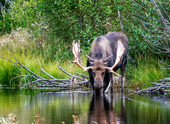 Moose Drinking water in the Tetons