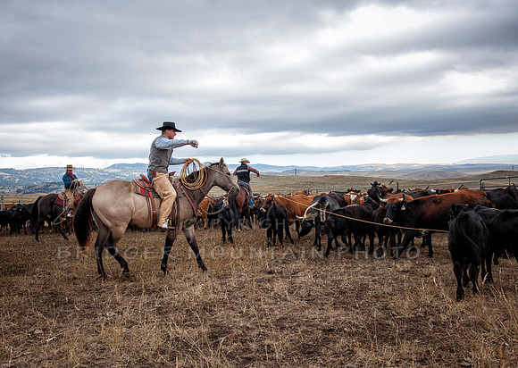 Cattle Branding-136