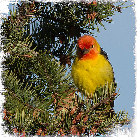 Western Tanager 2