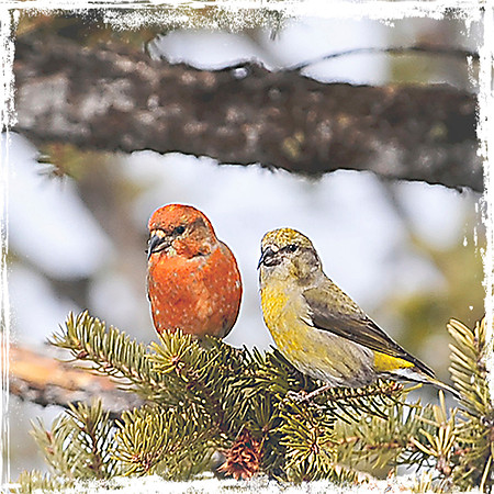 Male & Female Crossbills