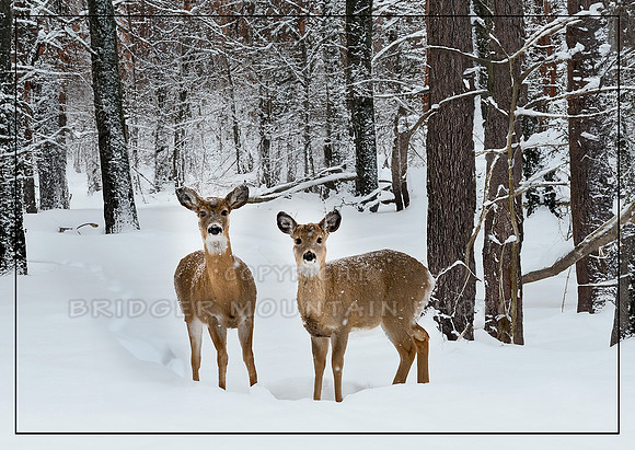 Winter's Beauty