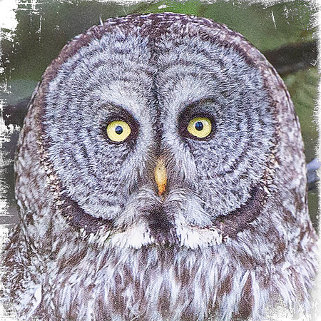 Great Gray Owl Face