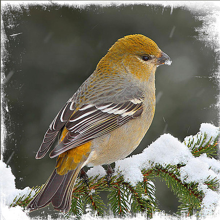 Pine Grosbeak Female