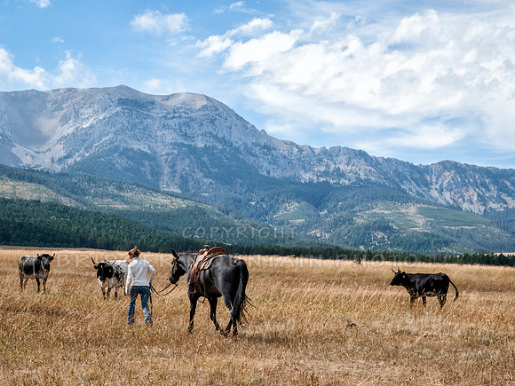 Cattle Branding-178