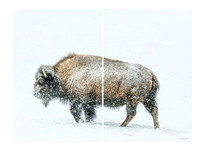 Bison in Snow 2 panel