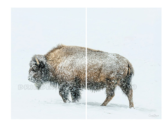 Bison in Snow 2 panel