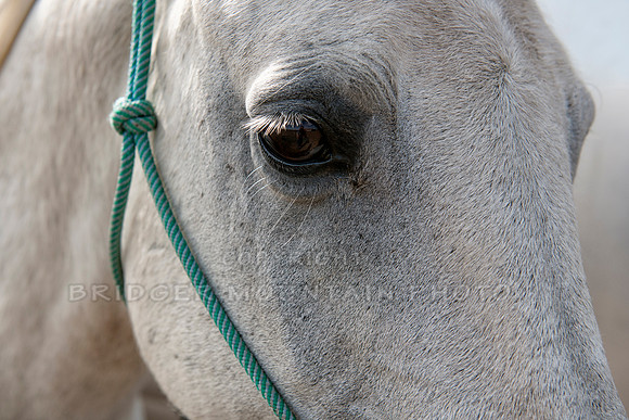 White Horse