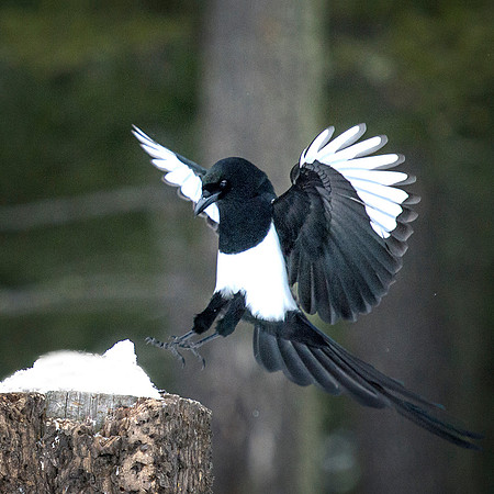 Magpie