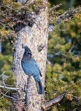 A brilliant blue Stellars Jay sits on a tree branch on a sunny day.