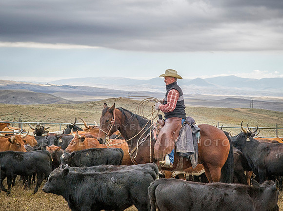 Cattle Branding-97