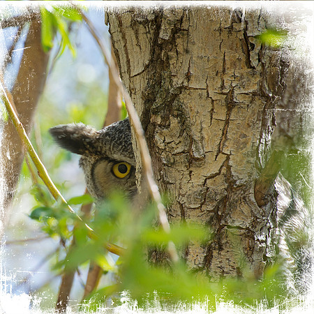 I see You Great Horned Owl