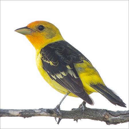 Western Tanager 1
