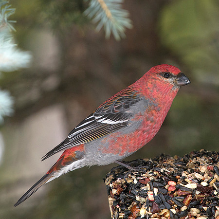 Male Pine Grosbeak feeding
