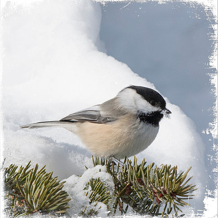 Chickadee 5