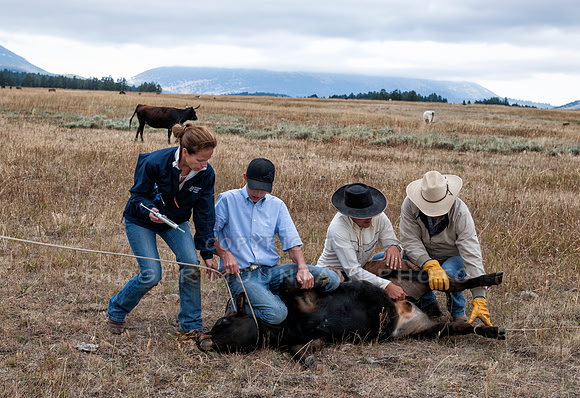 Cattle Branding-145