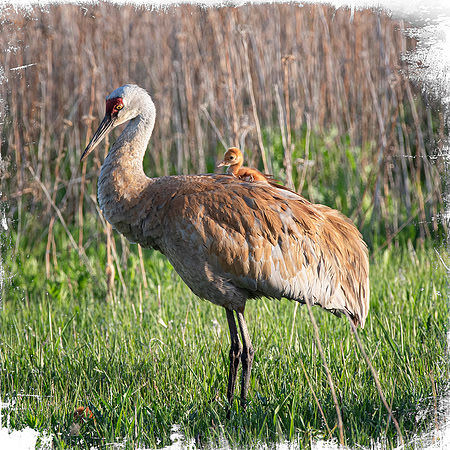 Sandhill Crane and Colt