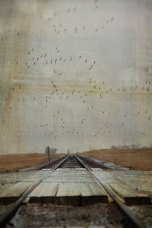 Railroad Tracks in the Fog