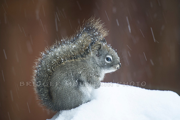 Snowy Squirrel