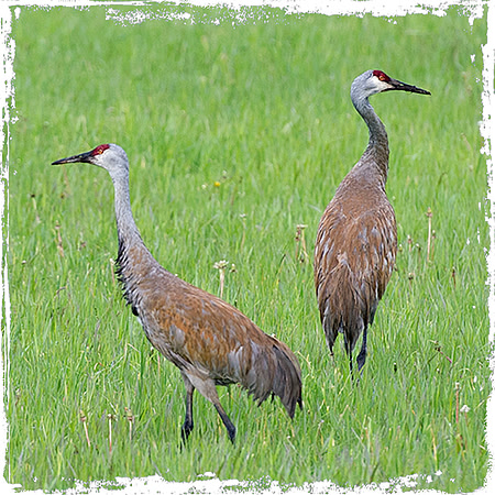 Sandhills M & F